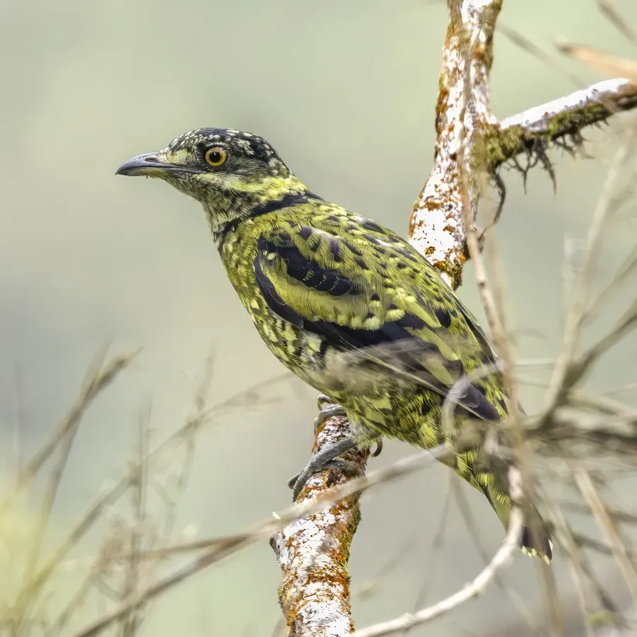 File:Scaled fruiteater (Ampelioides tschudii) La Tangaras.jpg