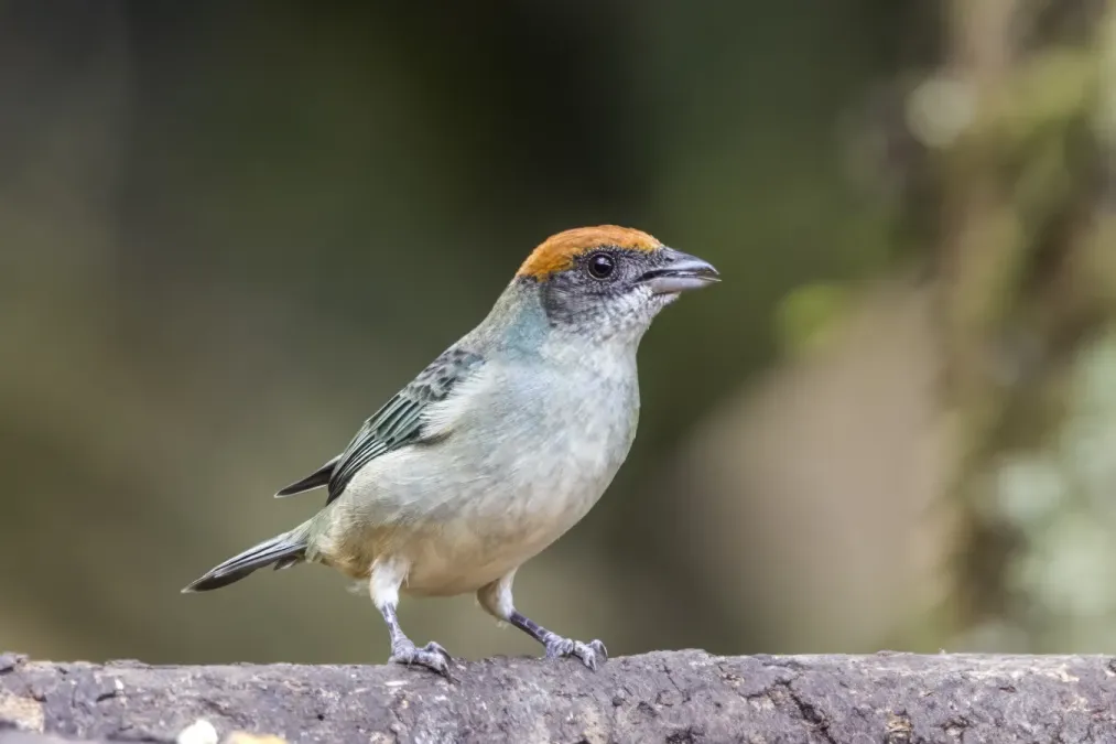 File:Scrub tanager (Stilpnia vitriolina) Las Tangaras.jpg
