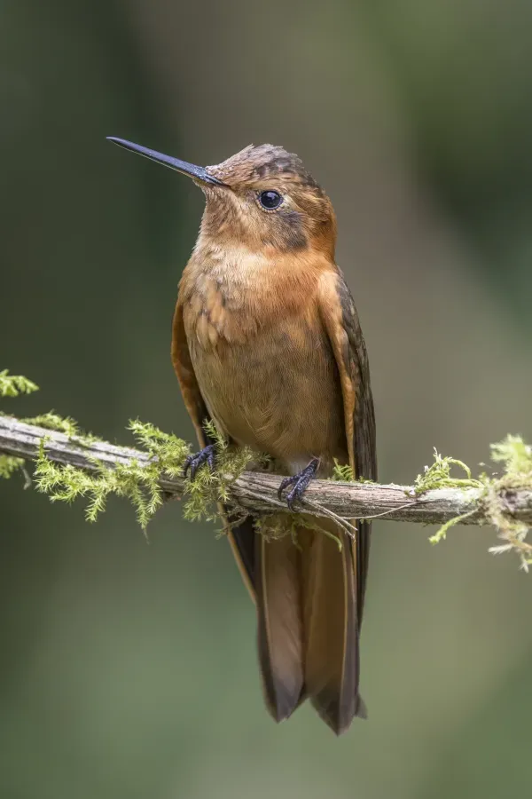 File:Shining sunbeam (Aglaeactis cupripennis cupripennis) Caldas.jpg