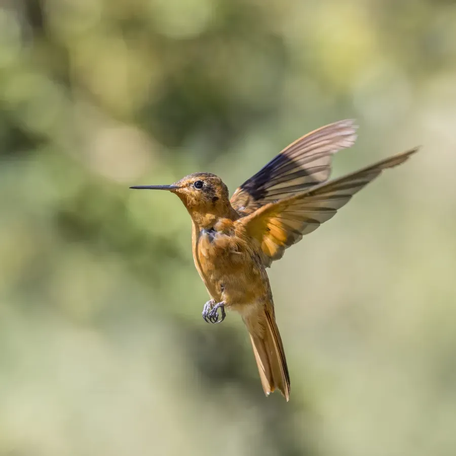 File:Shining sunbeam (Aglaeactis cupripennis cupripennis) in flight Caldas.jpg