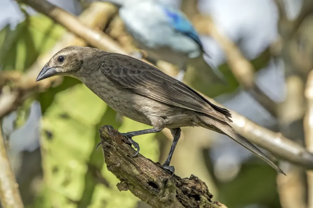 File:Shiny cowbird (Molothrus bonariensis) female Cundinamarca.jpg