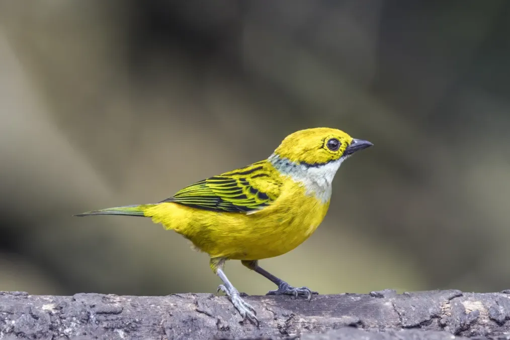 File:Silver-throated tanager (Tangara icterocephala icterocephala) Las Tangaras.jpg