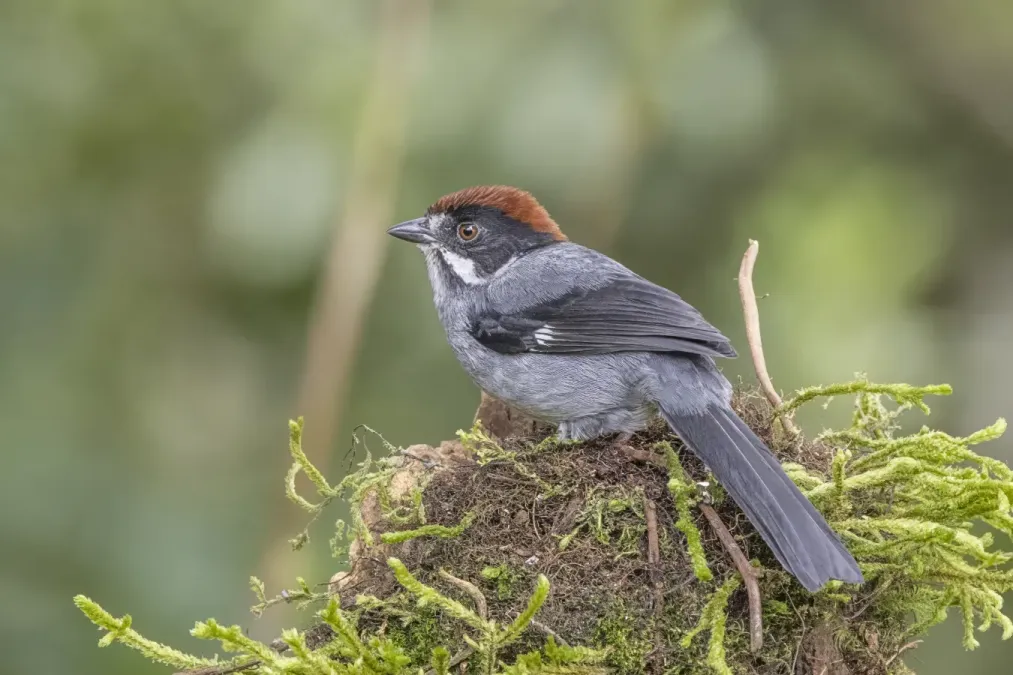 File:Slaty brushfinch (Atlapetes schistaceus schistaceus) Caldas.jpg