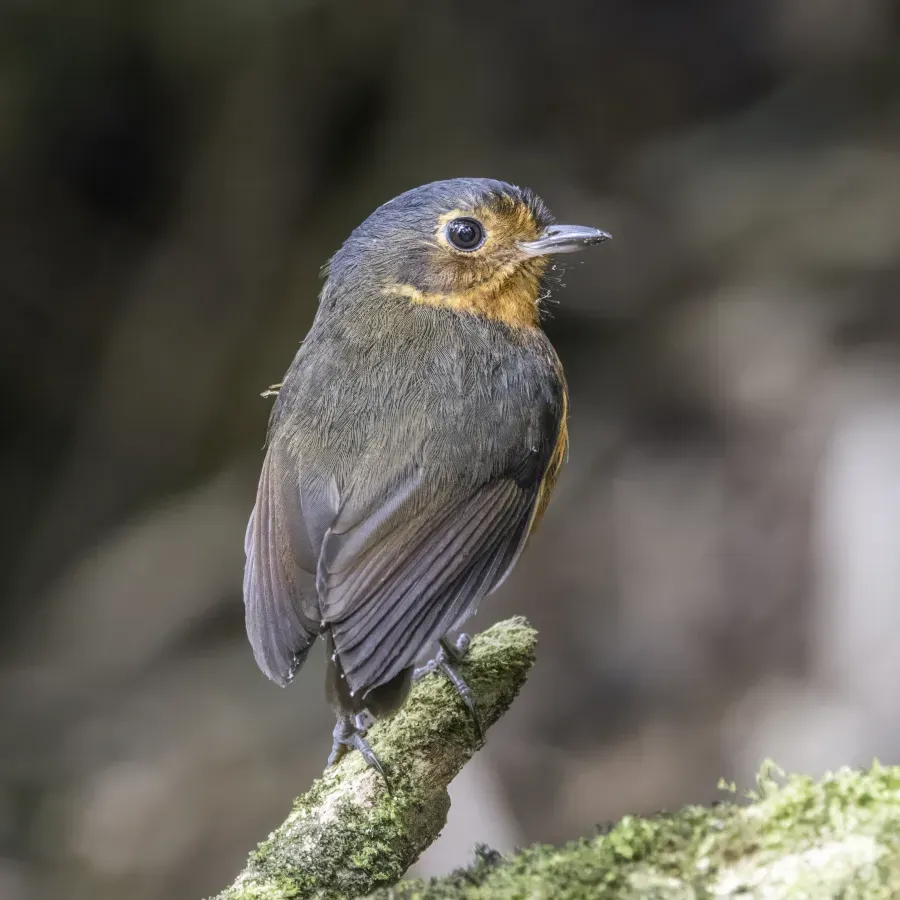 File:Slaty-crowned antpitta (Grallaricula nana occidentalis) Caldas 2.jpg