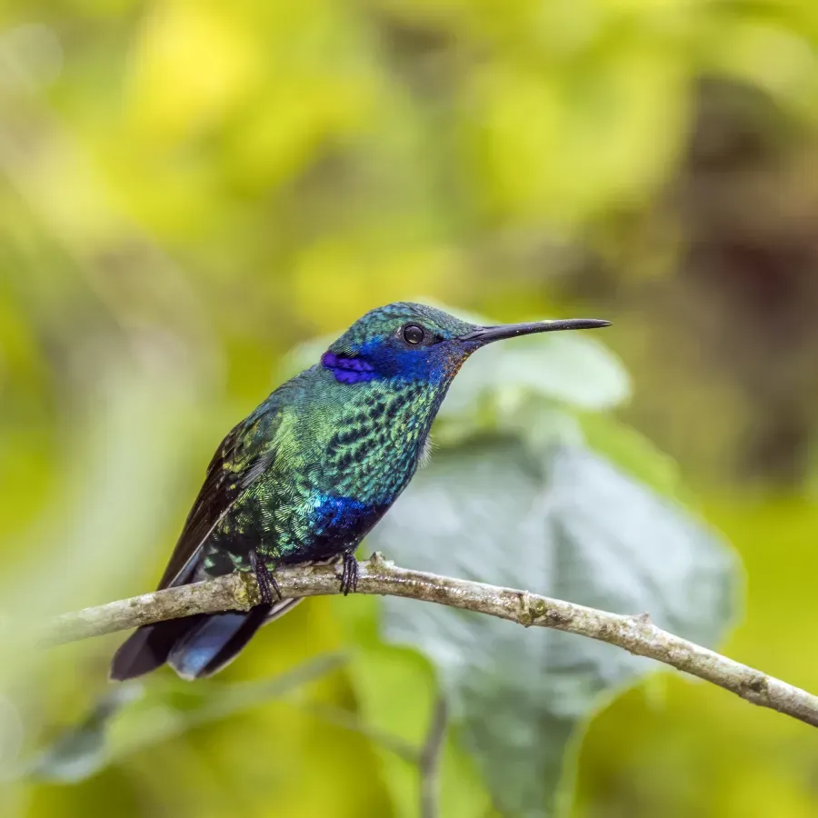 File:Sparkling violetear (Colibri coruscans coruscans) Cundinamarca.jpg