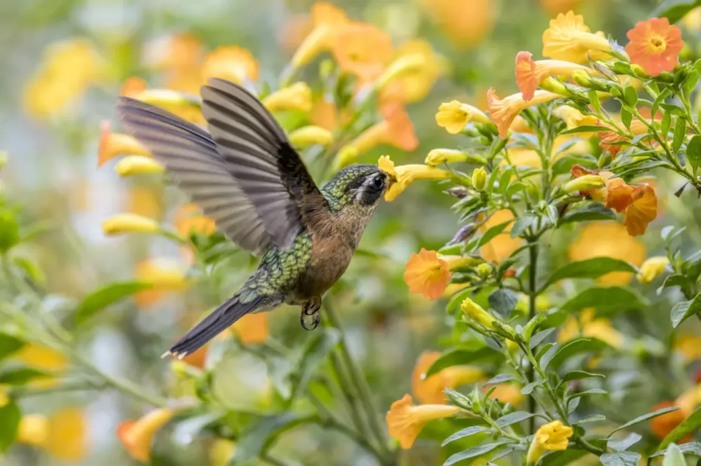 File:Speckled hummingbird (Adelomyia melanogenys cervina) feeding on Campsis Caldas 2.jpg
