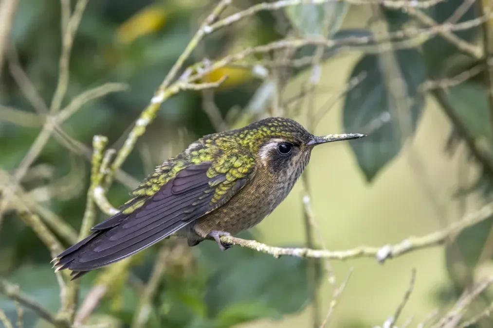 File:Speckled hummingbird (Adelomyia melanogenys melanogenys) Cundinamarca.jpg
