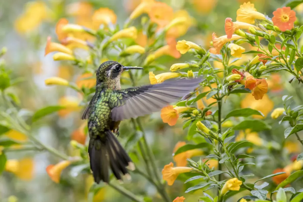 File:Speckled hummingbird (Adelomyia melanogenys cervina) feeding on Campsis Caldas.jpg
