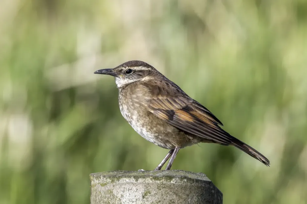 File:Stout-billed cinclodes (Cinclodes excelsior excelsior) Caldas.jpg