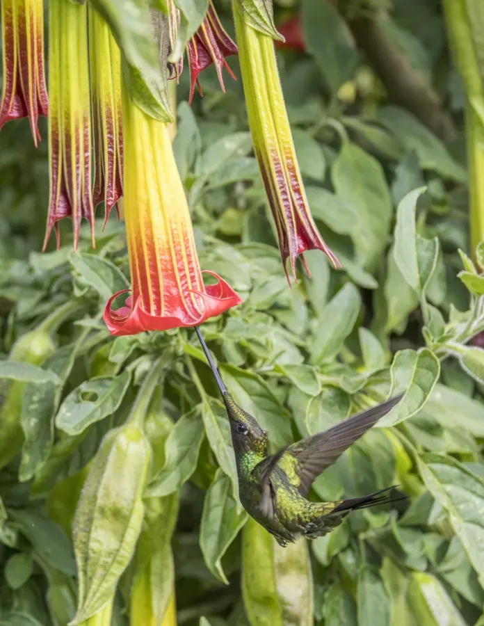 File:Sword-billed hummingbird (Ensifera ensifera) on red angel's trumpet (Brugmansia sanguinea) Cundinamarca.jpg