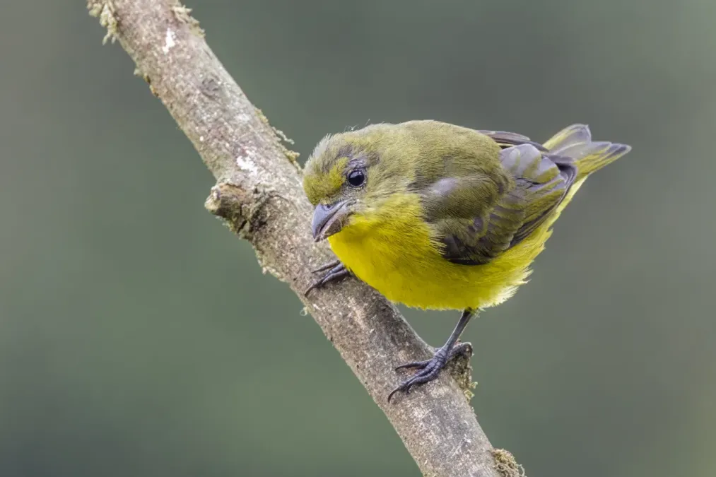 File:Thick-billed euphonia (Euphonia laniirostris melanura) female Cundinamarca 3.jpg