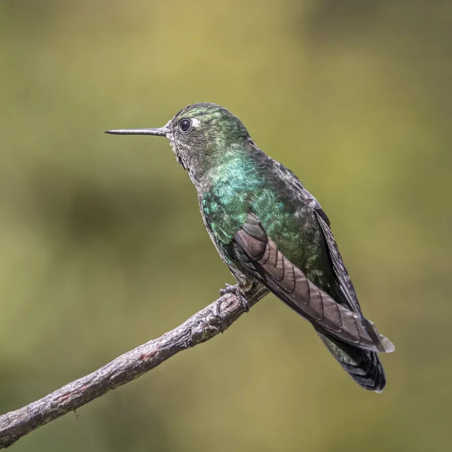 File:Tourmaline sunangel (Heliangelus exortis) female Caldas.jpg