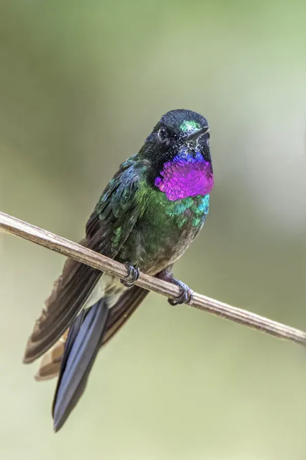 File:Tourmaline sunangel (Heliangelus exortis) male Caldas 2.jpg