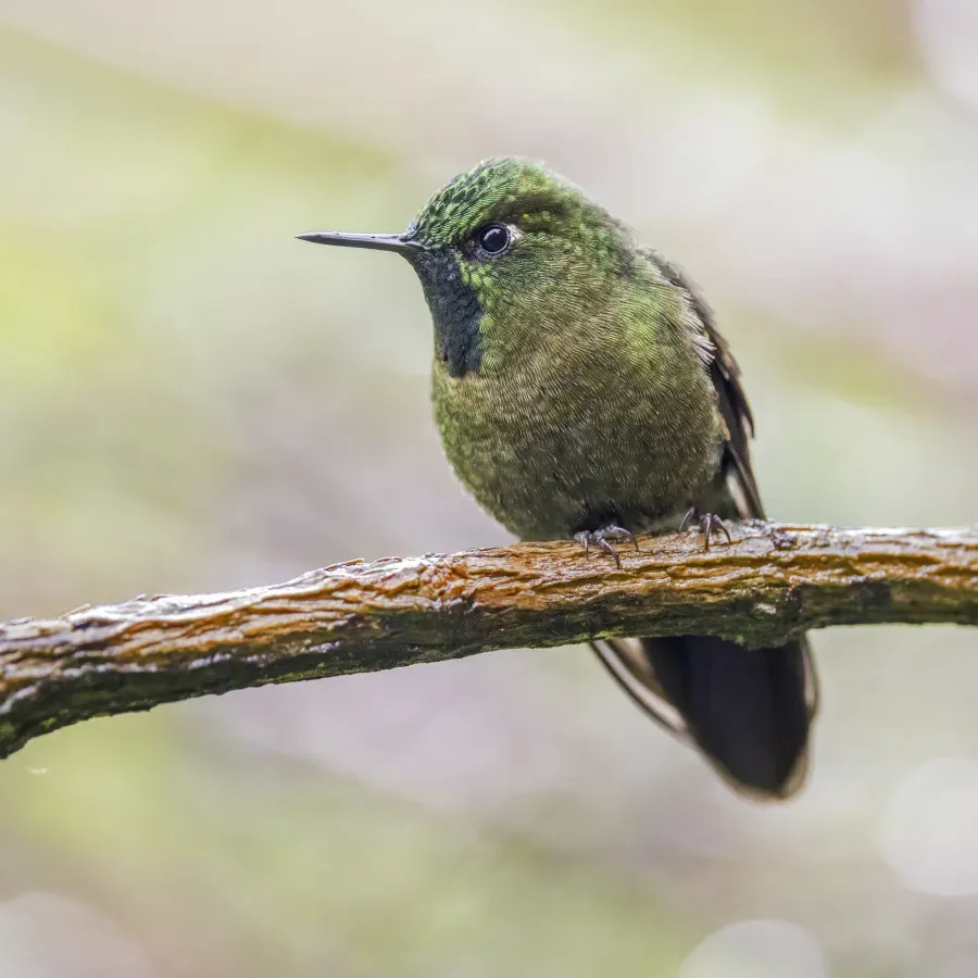 File:Tyrian metaltail (Metallura tyrianthina tyrianthina) Cundinamarca.jpg