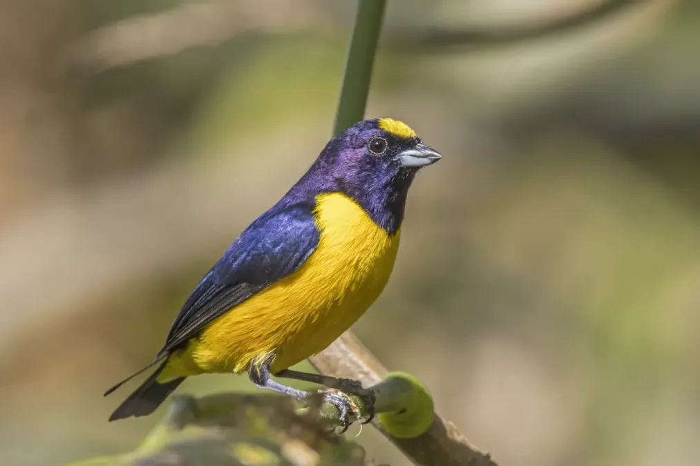 File:Velvet-fronted euphonia (Euphonia concinna) male Cundinamarca.jpg