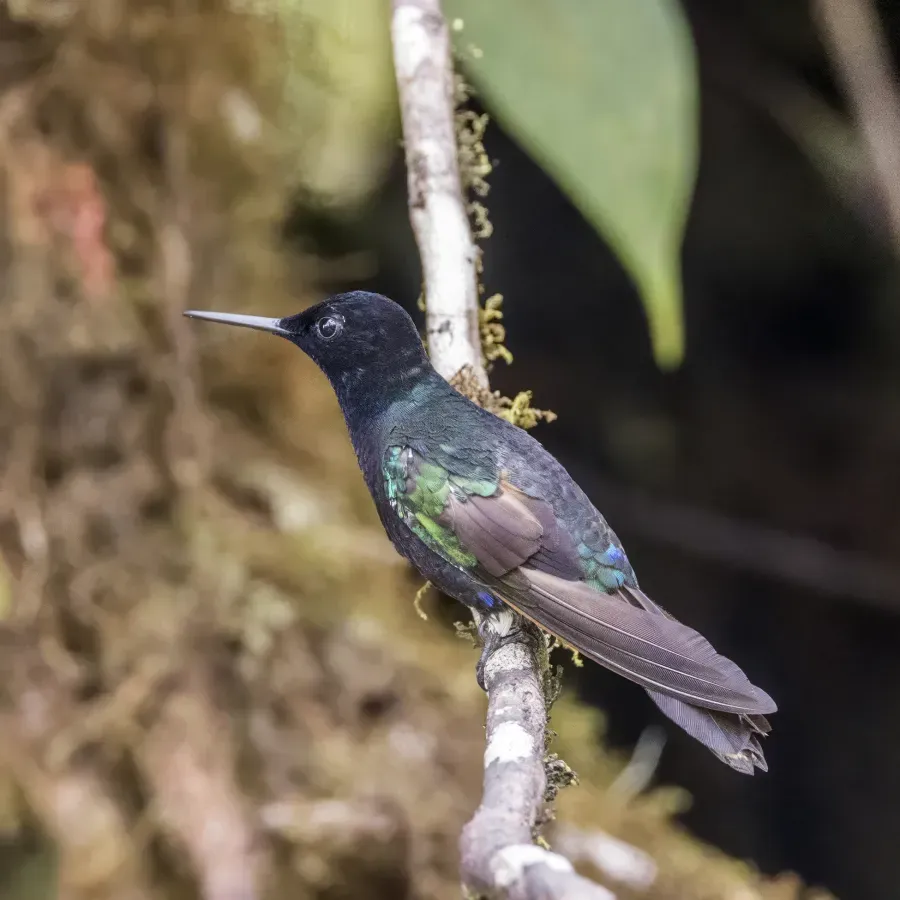 File:Velvet-purple coronet (Boissonneaua jardini) Las Tangaras.jpg