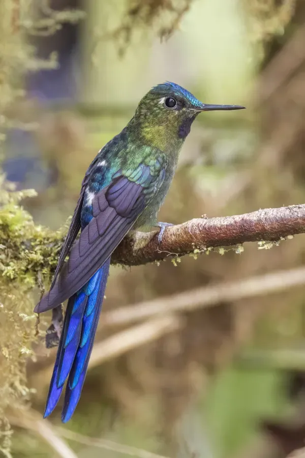 File:Violet-tailed sylph (Aglaiocercus coelestis coelestis) immature male Las Tangaras.jpg