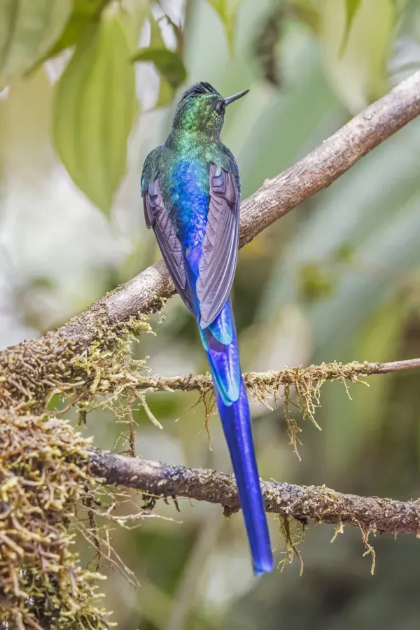 File:Violet-tailed sylph (Aglaiocercus coelestis coelestis) male Las Tangaras.jpg