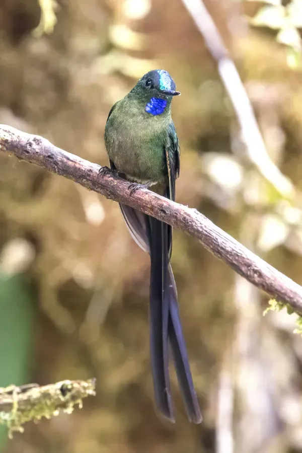 File:Violet-tailed sylph (Aglaiocercus coelestis coelestis) male Las Tangaras 3.jpg