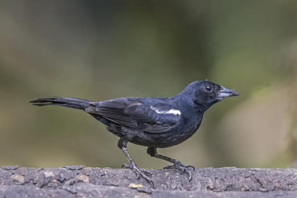File:White-lined tanager (Tachyphonus rufus) male Las Tangaras.jpg