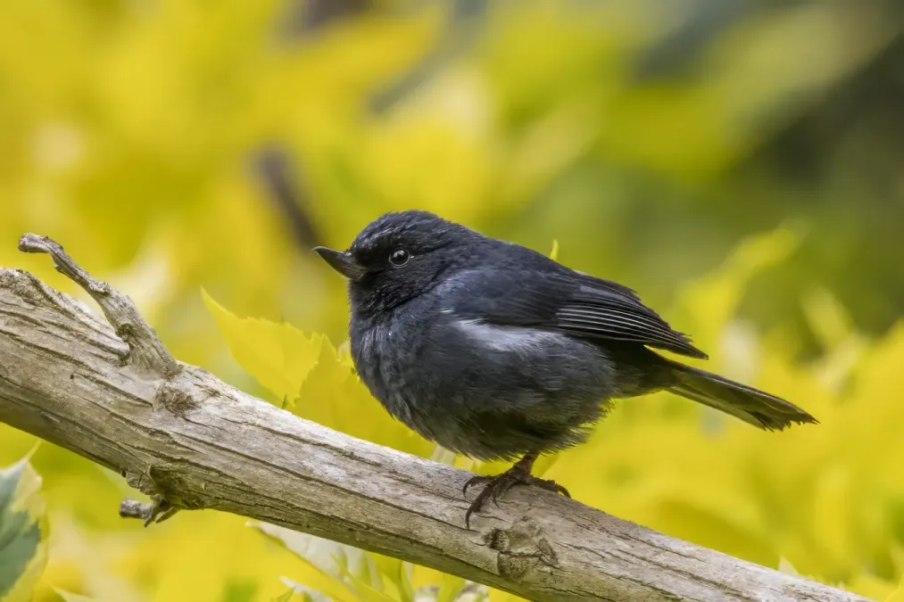 File:White-sided flowerpiecer (Diglossa albilatera albilatera) Cundinamarca 2.jpg
