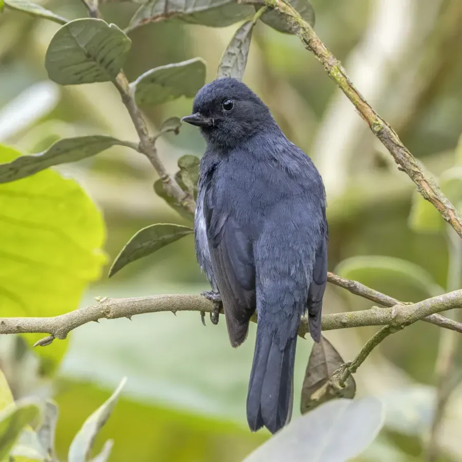 File:White-sided flowerpiecer (Diglossa albilatera albilatera) Cundinamarca.jpg