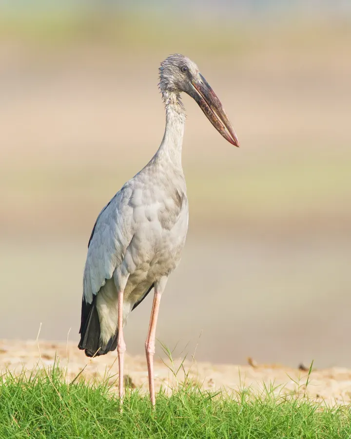 File:Anastomus oscitans - Bueng Boraphet.jpg