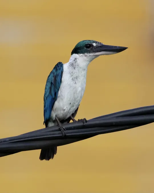 File:Todiramphus chloris (Brunei) 02.jpg