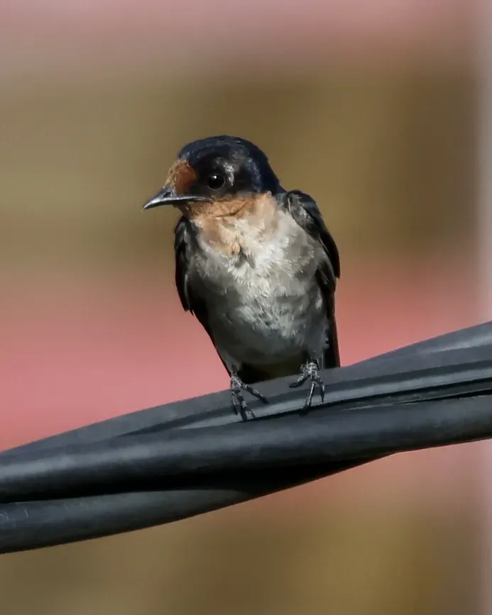 File:Hirundo tahitica (Brunei) 03.jpg