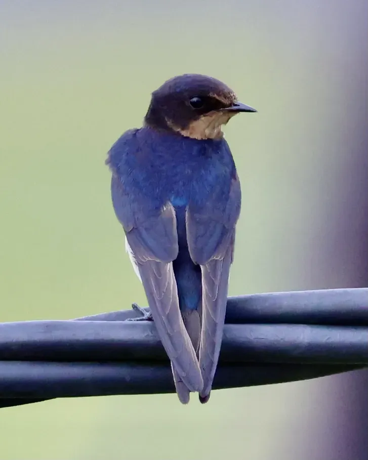 File:Hirundo tahitica (Brunei) 05.jpg
