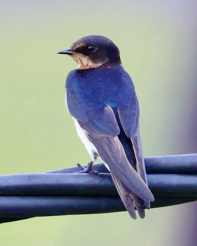 File:Hirundo tahitica (Brunei) 06.jpg