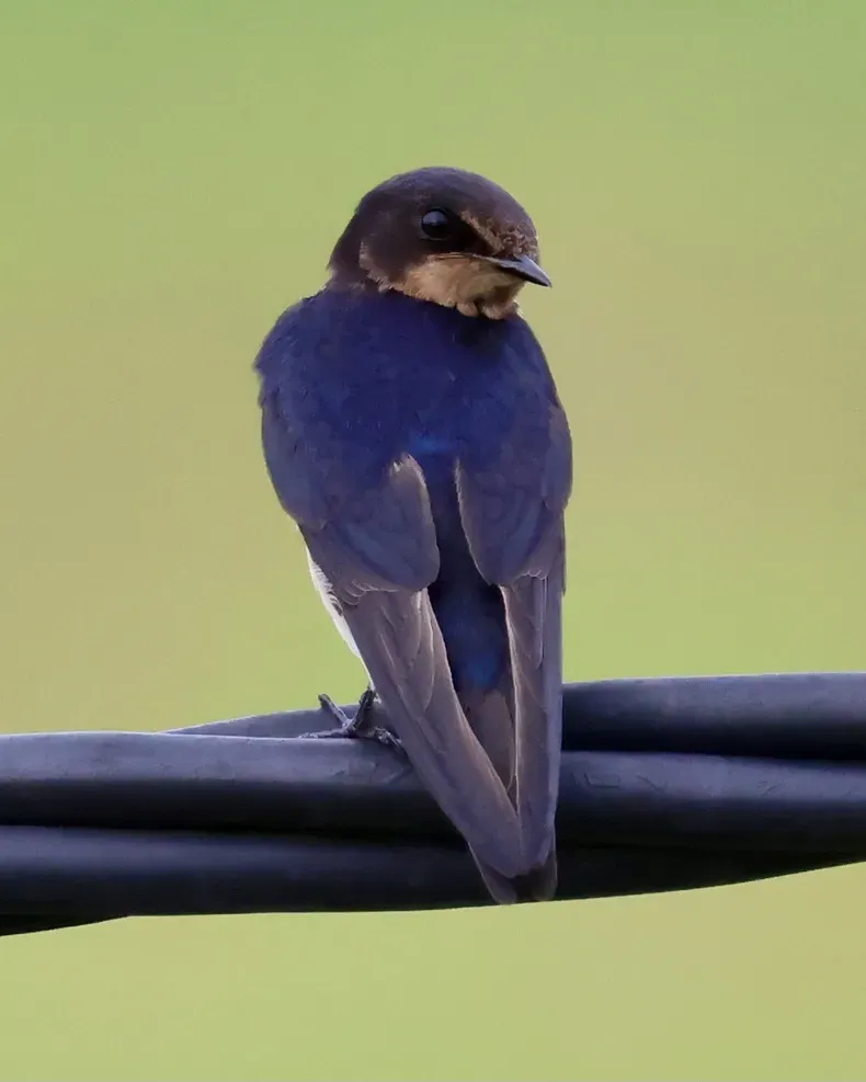 File:Hirundo tahitica (Brunei) 08.jpg