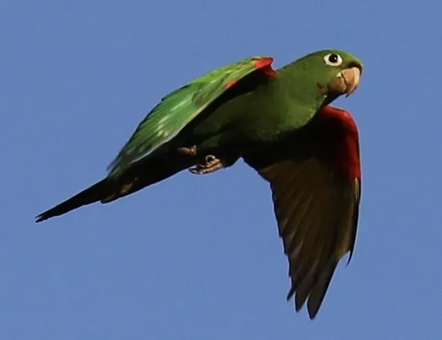 File:Hispaniolan Parakeet (Psittacara chloropterus) flying.jpg