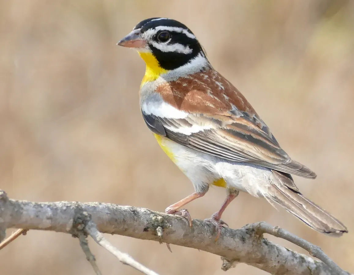 File:Day 2 Golden-breasted Bunting (Emberiza flaviventris) male ... (53205631310).jpg