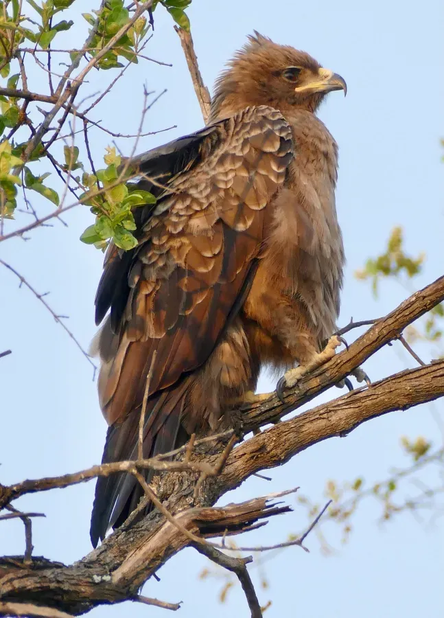 File:Day 2 Wahlberg's Eagle (Hieraaetus wahlbergi) (53205423513).jpg