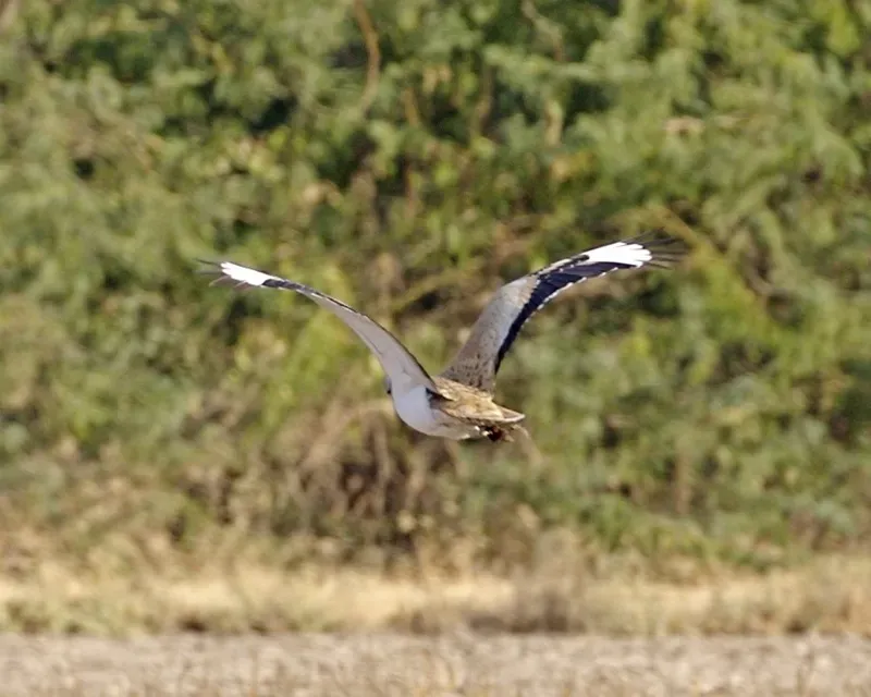 File:Macqueen's Bustard (Chlamydotis macqueenii).jpg