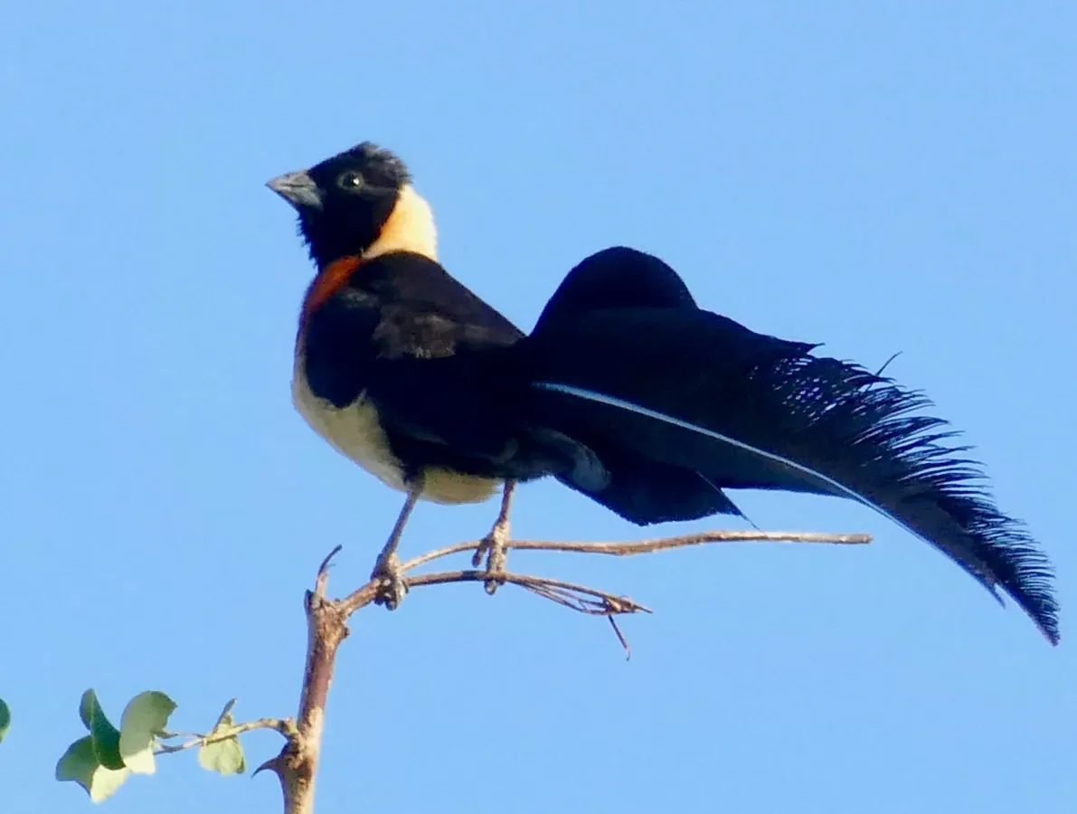 File:Long-tailed Paradise Whydah (Vidua paradisaea) male ... (52797466780), crop.jpg