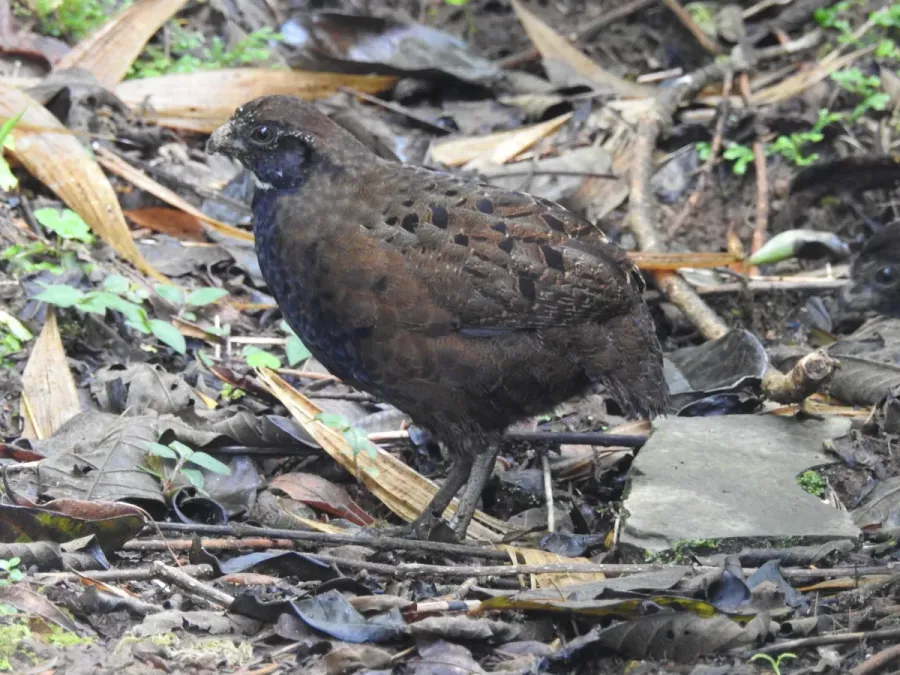 File:Odontophorus leucolaemus 31365857.jpg