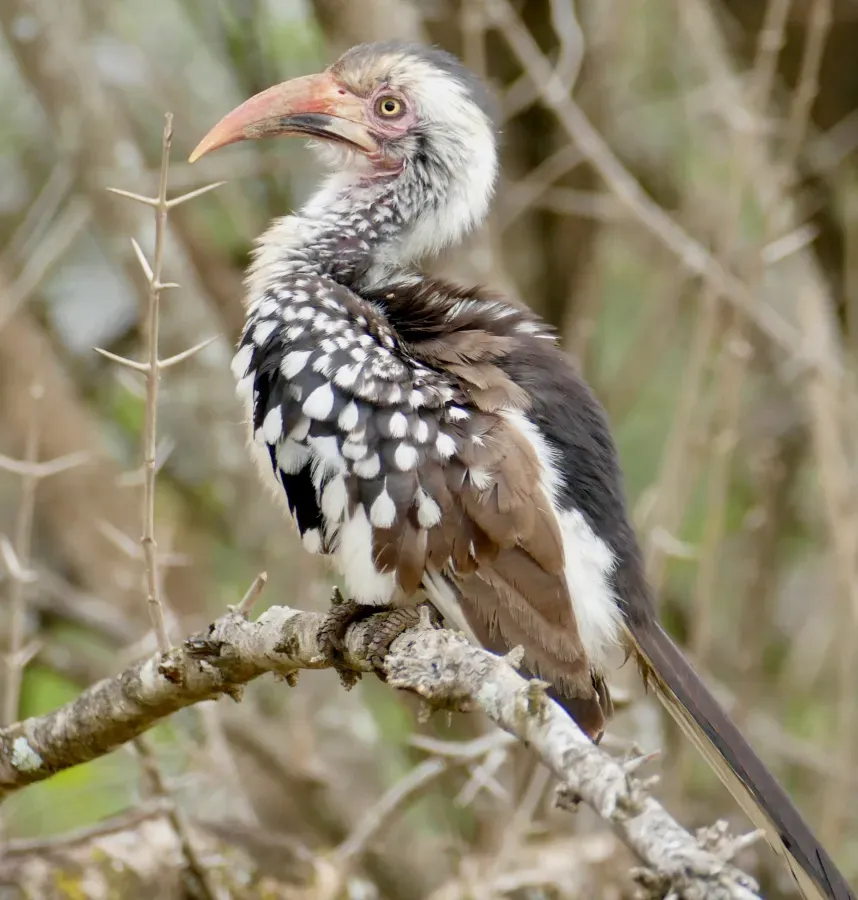 File:Day 9 Southern Red-billed Hornbill (Tockus rufirostris) (53222013575).jpg