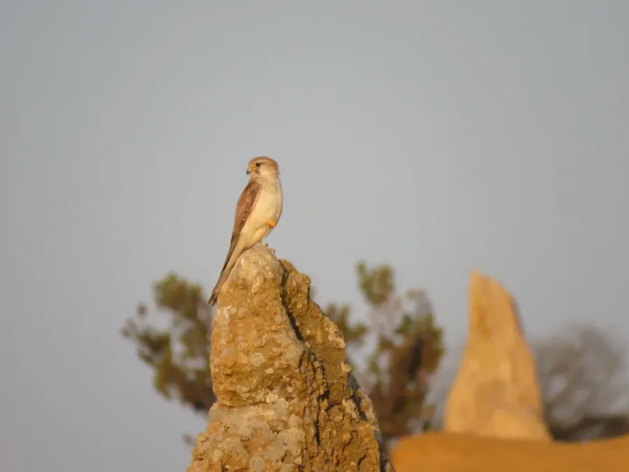 File:Nankeen kestrel (Falco cenchroides) at Nambung National Park, September 2023 06.jpg