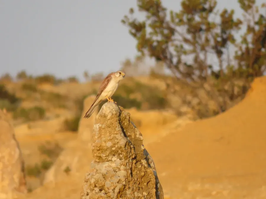 File:Nankeen kestrel (Falco cenchroides) at Nambung National Park, September 2023 05.jpg