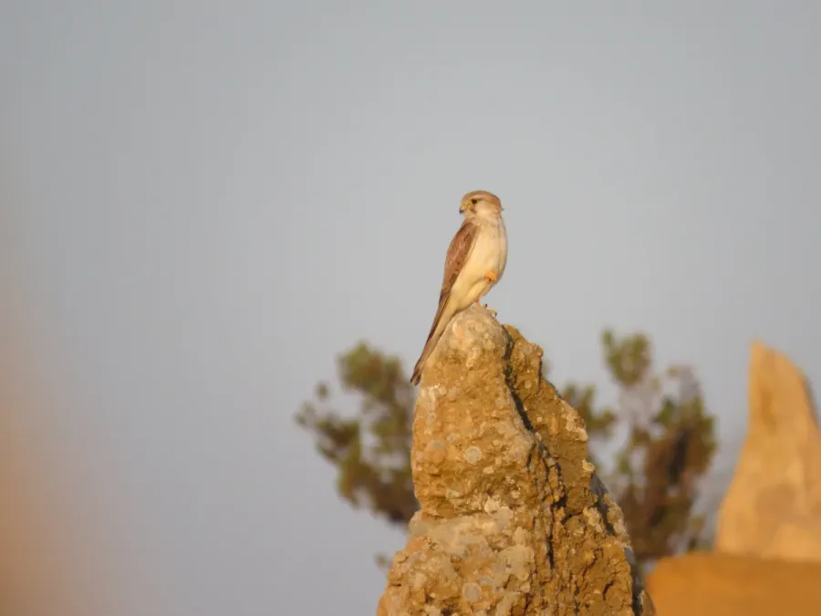 File:Nankeen kestrel (Falco cenchroides) at Nambung National Park, September 2023 07.jpg