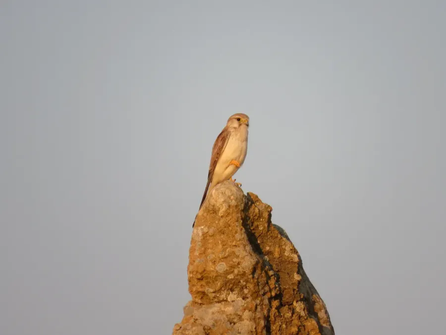 File:Nankeen kestrel (Falco cenchroides) at Nambung National Park, September 2023 08.jpg