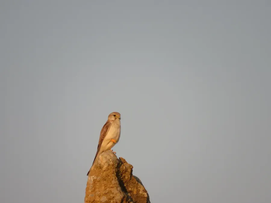 File:Nankeen kestrel (Falco cenchroides) at Nambung National Park, September 2023 12.jpg