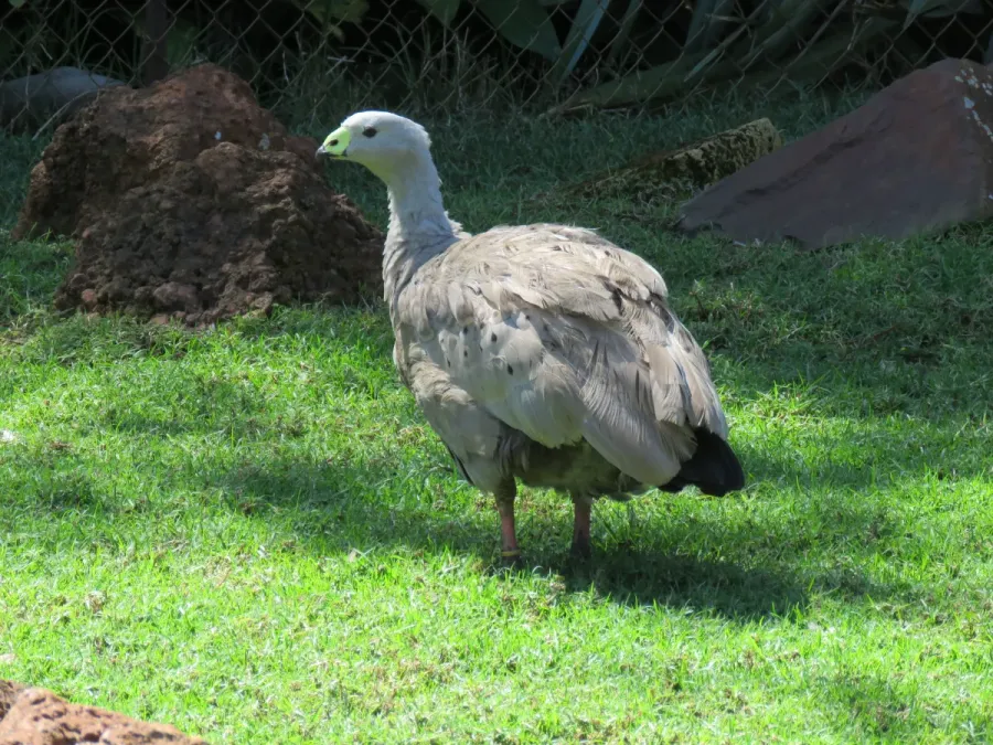 File:Cape Barren goose (Cereopsis novaehollandiae) in Caversham Wildlife Park, September 2023 15.jpg