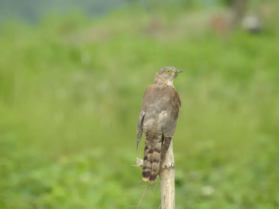 File:Common Hawk Cuckoo Hierococcyx varius DSCN3763 01.jpg