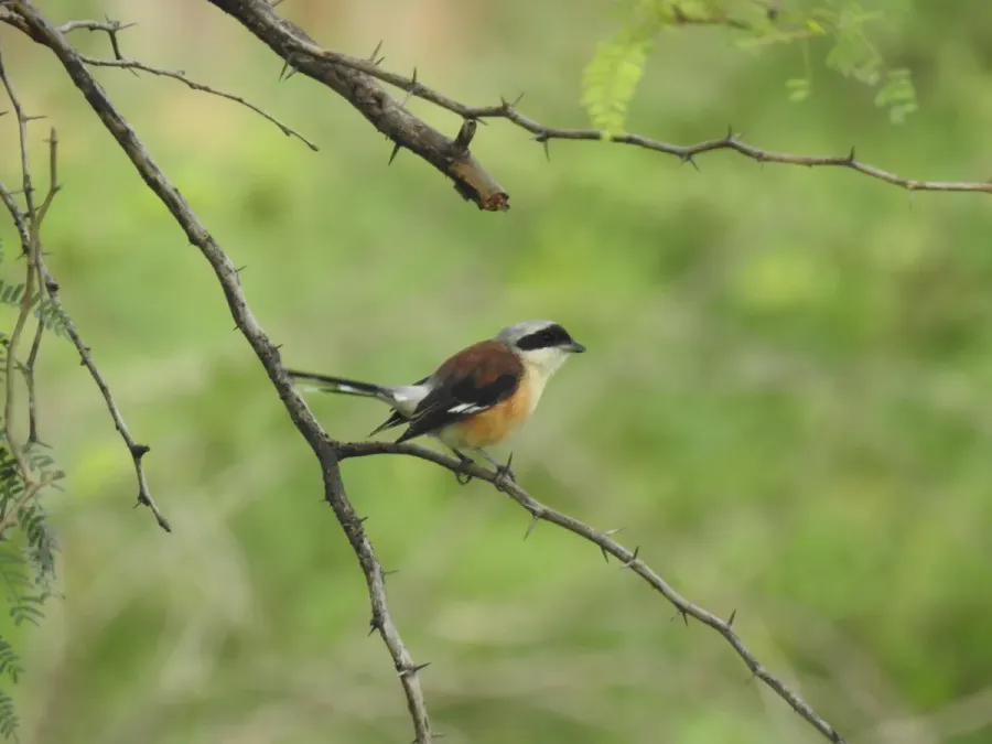 File:Bay-backed Shrike Lanius vittatus courtship display DSCN3629.jpg
