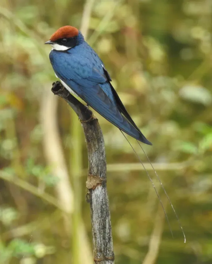 File:Wire-tailed Swallow Hirundo smithii DSCN3289 01.jpg