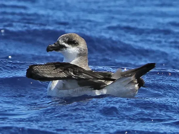 File:Pterodroma feae deserta 92954523 (cropped).jpg