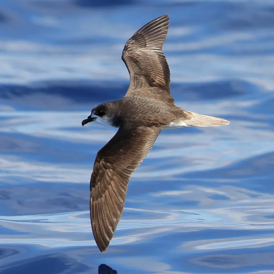 File:Pterodroma madeira 92954030 (cropped).jpg